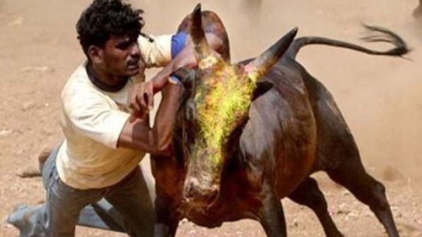 'ঐতিহ্যবাহী জাল্লিকাট্টু খেলায় কোনও বাধা নেই,' ঐতিহাসিক' রায় দিল সুপ্রিম কোর্ট