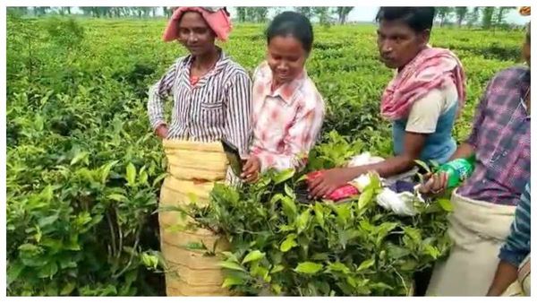 কিছু না পেয়ে 'টিফিন চুরি' মাকনার! বামনডাঙ্গা চা বাগানে হুলস্থূল কাণ্ড