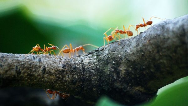Ants on Human Life: পিঁপড়ের মধ্যে লুকিয়ে মানুষের দীর্ঘায়ুর রহস্য! কী বলছেন বিজ্ঞানীরা
