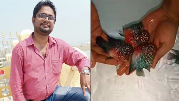 Small Business Ideas From Home: মাত্র ১০০০ টাকা বিনিয়োগে শুরু করুন রঙিন মাছের ব্যবসা, রইল তথ্য