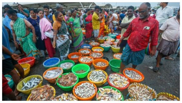 Hilsha Fish in Monsoon: বর্ষার প্রথম ইলিশ, মাছ বিলাসী বাঙালির জন্য সুখবর নিয়ে এলেন মৎস্যজীবীরা