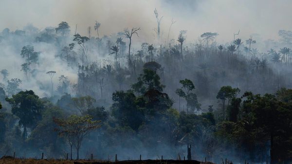 ভেঙে পড়েছিল বিমান, ৪০ দিন পর আমাজনের গহন জঙ্গল থেকে উদ্ধার চার শিশু