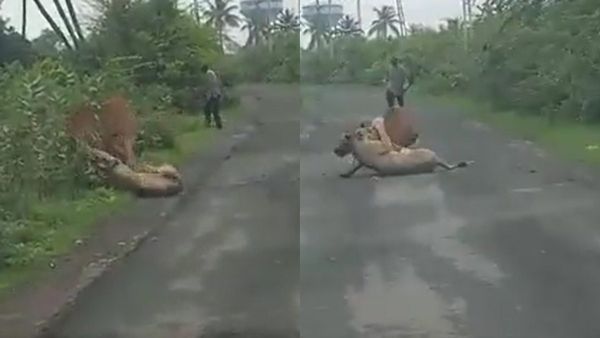 Viral Video: গরুকে আক্রমণ সিংহের, খুব কাছে চলে এলেন গুজরাতের কৃষক, তারপরের ঘটনা চমকে দেবে