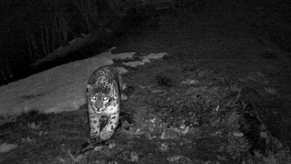 Leopard vs Dog: কুকুরের ভয়ে পালাল চিতা! মহারাষ্ট্রের ভাইরাল ভিডিও দেখলে অবাক হবেন