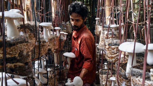 Mushroom Farming Business Ideas: পাঁচ হাজার টাকা বিনিয়োগে শুরু হোক সুপারহিট এই ব্যবসা! লাভ ব্যাপক