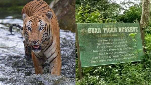Tigers In India: রয়্যাল বেঙ্গলের উপস্থিতিতে খুশির হাওয়া বক্সায়, ভারতে কোন রাজ্যে সবচেয়ে বেশি বাঘ রয়েছে?