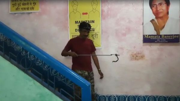 ক্লাসরুমে কিলবিল করছে ৩৪টি গোখরোর বাচ্চা, লাটে উঠল পড়াশোনা, বন্ধ হয়ে গেল স্কুল