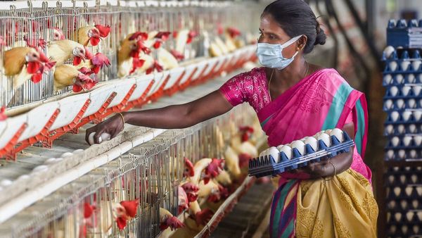 Egg Price: ভারতে ডিমের দাম সব থেকে কম, সর্বোচ্চ ৭ গুণ বেশি! একনজরে কোন দেশে কী দাম