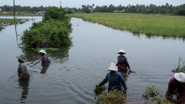 Small Business Ideas with Low Investment: এই গাছ চাষ করে লাখপতি হওয়ার সুযোগ, বিনিয়োগ মাত্র ১৫ হাজার