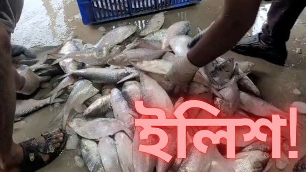 Hilsa Fish in Digha Mohana: দিঘার মোহনায় টন টন ইলিশ, ওজন এক কেজিরও বেশি! দাম কমল অনেকটাই