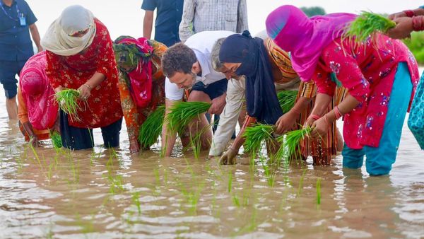 রাহুল পাজামা গুটিয়ে সোজা নেমে পড়লেন জল-কাদা ভর্তি মাঠে, মুহূর্তে ভাইরাল সেই ছবি