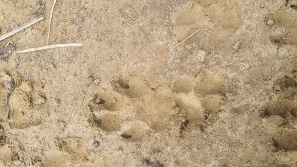 Bankura: রাতে ঘরের দরজা খুলতেই ভয়ে কাঠ হয়ে গিয়েছিলেন, ভোটের আগে কোতুলপুড়ে কিসের আতঙ্কে কাঁটা গ্রামবাসীরা