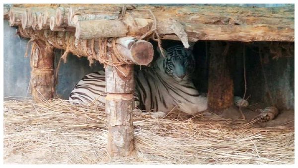 Siliguri: বেঙ্গল সাফারি পার্কে নতুন সদস্য, মা হল কিকা