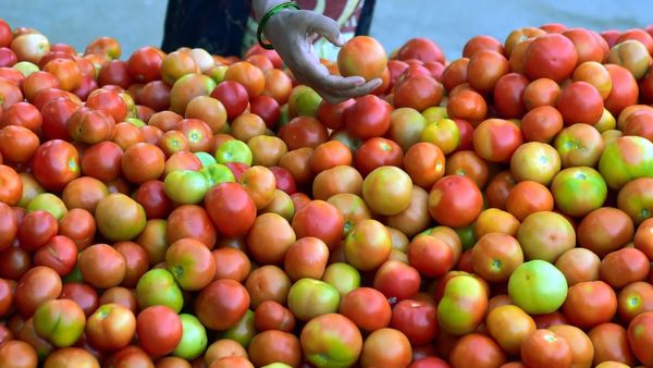 Tomato Price Rise: পণ্যবাহী গাড়ি হাইজ্যাক করে ১.৬ লক্ষ টাকায় টম্যাটো বিক্রি! পুলিশের জালে দম্পতি