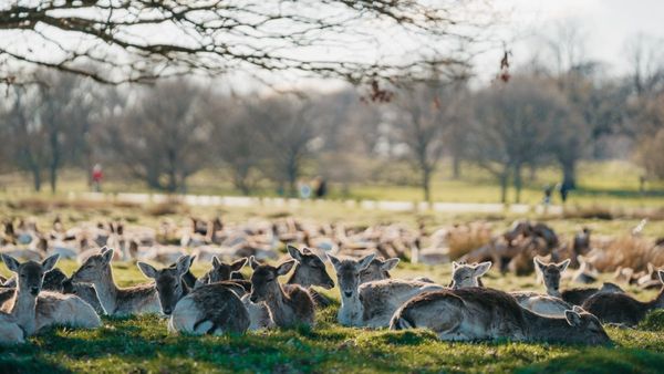 Adina Deer Park: চিতল হরিণ-নীল গাই-রকমারি পাখির ভিঁড়, বর্ষাতি হাতে বেড়িয়ে আসুন কলকাতার কাছেই এই মিনি জু থেকে