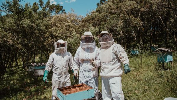 Beekeeping Business Plan: এই ব্যবসা শুরু করে একেবারে লাখে কামান! বিনিয়োগ নামমাত্র
