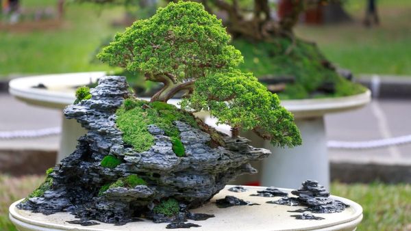 Bonsai Cultivation: ছাদ কিংবা বারান্দায় মাত্র ৫ হাজারে শুরু করুন এই ব্যবসা! লাখে হবে রোজগার