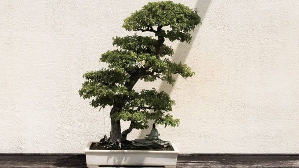 Most Expensive Plants in World: শুধু বনসাই নয়, বিশ্বের সবথেকে দামি ১০ টি গাছ কি জানেন?