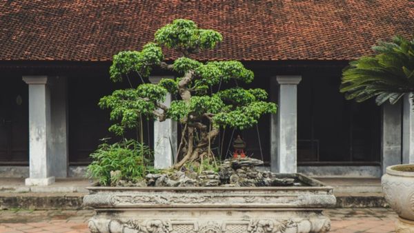 Bonsai Tree Farming: বিক্রি হয় ১০ কোটি টাকায়! এটাই বিশ্বের সবথেকে দামি গাছ