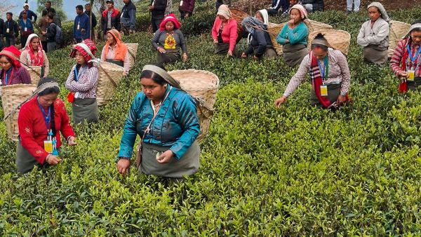 Mim Tea Garden: চা বাগানে বর্ষা আর ধাপ চাষ। দেখতে চান? চলে আসুন দার্জিলিংয়ের কাছে এই গ্রামে