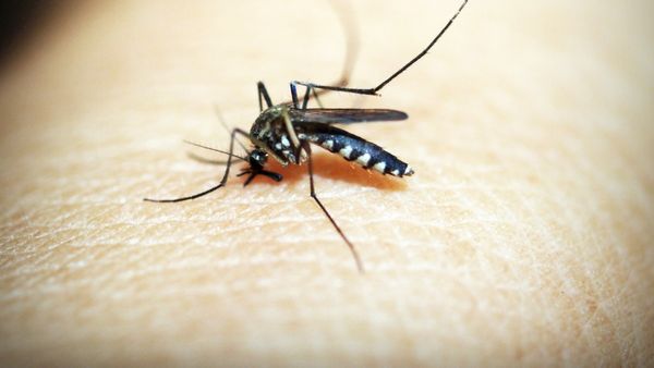 Dengue: রোজ এই খাবারগুলো খেলে ডেঙ্গু থেকে মশাবাহিত কোনও রোগ ছুঁতেও পারবে না আপনাকে!