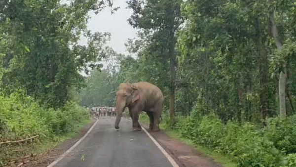 একেবারেই সরতে নারাজ, মাঝরাস্তায় দাঁড়িয়ে অতিকায় মহাকাল, থমকে গেল জামবনীর যান চলাচল