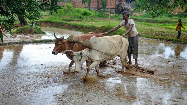অগাস্টে ভারতে কম বৃষ্টিপাতের রেকর্ড! বড় সমস্যার মুখে গ্রীষ্মকালীন ফসল