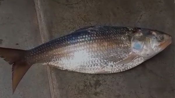 Hilsa Fish: উলুবেড়িয়ার গঙ্গায় উঠল 'সবথেকে বড়' ইলিশ! ভাগ্য খুলে গেল এই মৎস্যজীবীর