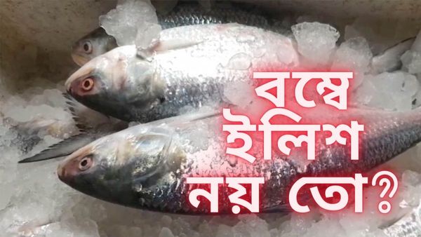 Bombay Ilish Vs Bangla Ilish: ইলিশ বলে 'বম্বে ইলিশ' খাচ্ছেন না তো? আদৌও খাওয়া ভালো তো