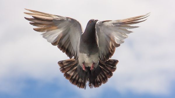 Pigeon Astro Tips: চাকরি পাচ্ছেন না, চিন্তা নেই, আজই বাড়িতে আনুন পায়রার পালক, করুন প্রতিকার