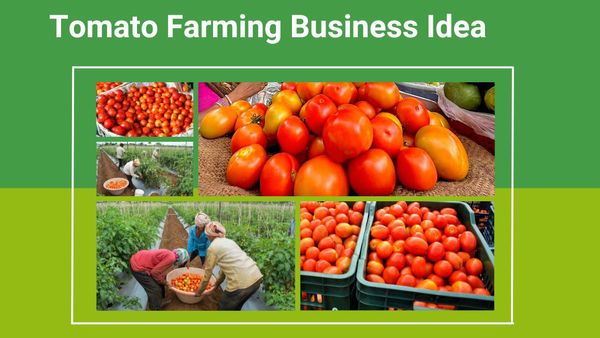 Tomato Farming: বাড়ছে চাহিদা, চড়ছে দাম! বাড়ির ছাদে এই ব্যবসা করে পান মোটা লাভ