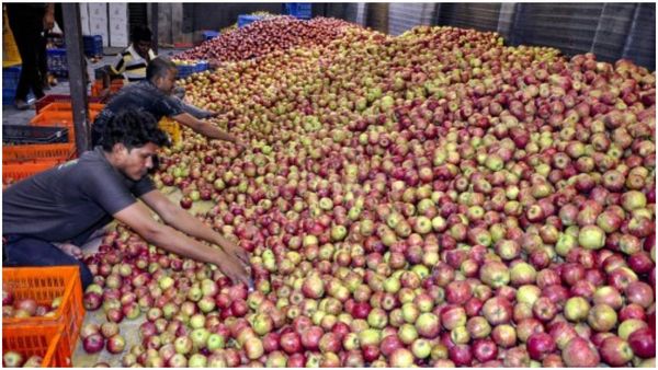 দিল্লিতে আপেল কিনতে ভয়ঙ্কর কাণ্ডের শিকার, ৩ লক্ষ টাকার জন্য অপহরণ শিলিগুড়ির বাসিন্দা