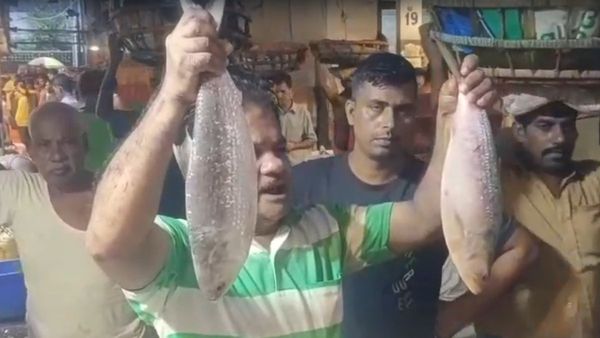 Hilsa Fish: কলকাতা-হাওড়ার বাজারে টন টন পদ্মার ইলিশ! দাম শুনলে ভিরমি খাবেন
