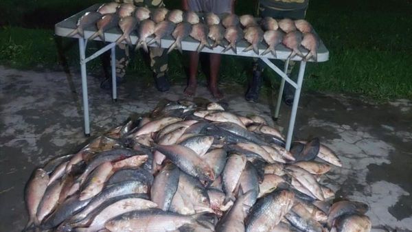 সীমান্তে এবার BSF-এর হাতে রুপোলি ফসল! উদ্ধার কয়েকশো কেজি ইলিশ মাছ