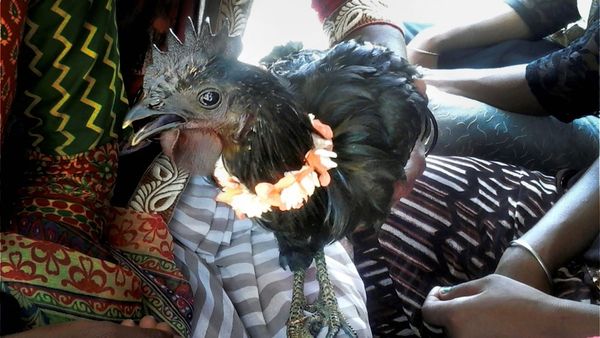 Kadaknath Chicken Farming: কড়কনাথ মুরগী প্রতিপালন করে লাখে কামান! তাও আবার সরকারের টাকায়
