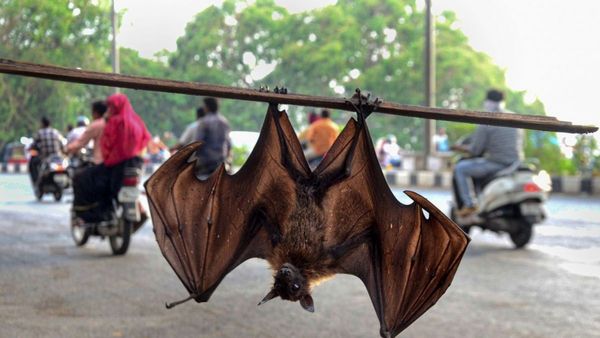 Nipah Virus: নিপা নিয়ে মানুষকে সাবধান করে সার্কুলার জারি, মনোক্লোনাল অ্যান্টিবডি চাইল সরকার