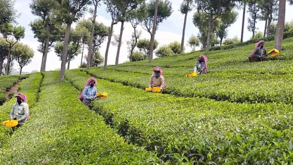 Malat:টয়ট্রেনের সঙ্গে রেষারেষি করে চলে আসুন চা-বাগানে ঘেরা দার্জিলিংয়ের এই ছোট্ট গ্রামে
