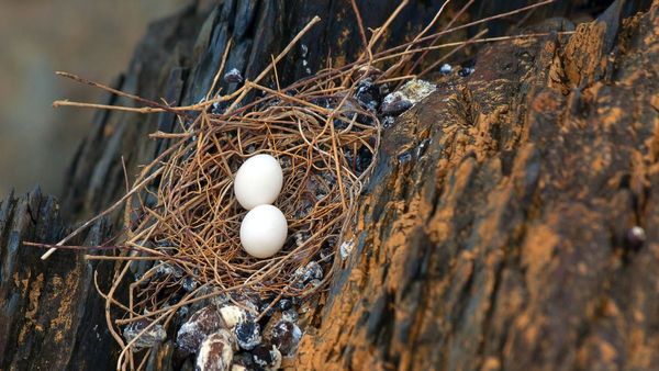 Birds Eggs: কোন পাখির ডিম খাওয়া স্বাস্থ্যের জন্য সবথেকে উপকারী, জানেন