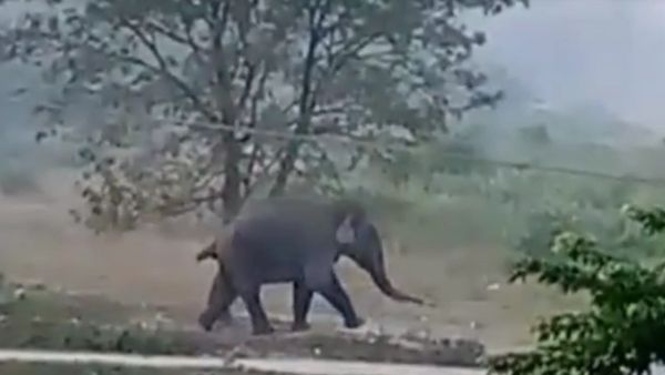 সপ্তমীর সকালে কালচিনিতে লোকালয়ে ছুটছে বিশাল গজরাজ, কী হল তারপর