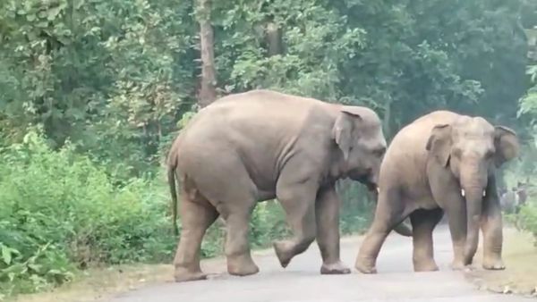 elephant: ৬৯ টি হাতি দাপিয়ে বেড়াচ্ছে বাঁকুড়ার বেলিয়াতোড়ে, বিঘের পর বিঘে ফসলের খেত নষ্ট