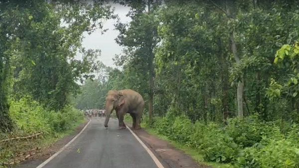 গ্রাম জুড়ে রাস্তার মোড়ে মোড়ে ঝুলছে বিশাল বিশাল ঘণ্টা, হাতি তাড়াতে অভিনব কৌশল আদিবাসীদের