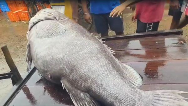 ১১০ কেজি ওজনের কই ভোলা উঠল দিঘায়, জানেন কত দাম ওঠে এই মাছের ?