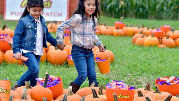Halloween 2023: হ্যালোইনের সঙ্গে কুমড়োর কি সম্পর্ক রয়েছে, জানুন এর পিছনে লুকিয়ে থাকা ইতিহাস