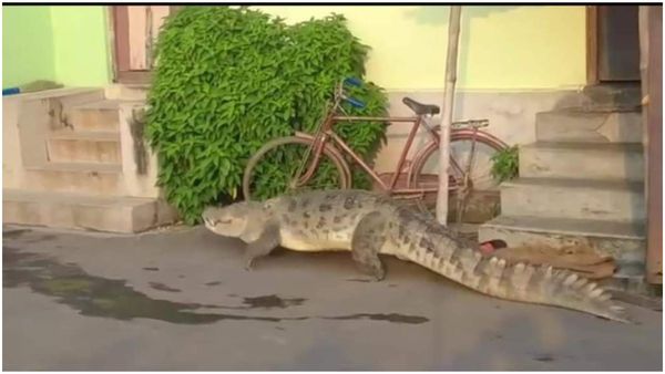 Kalna: সাত সকালে কুমির দর্শন, পাড়ার রাস্তা দিয়ে তরতরিয়ে হেঁটে চলেছে ১০ ফুটের কুমির
