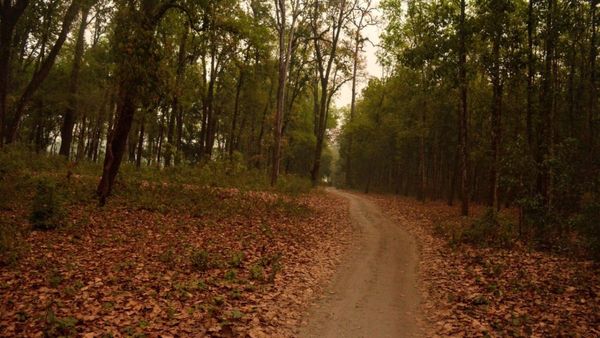 Travel: ব্রিটিশ আমলের হাট বসে এখানে , চা-বাগানের রাস্তা ধরে চলে আসুন ডুয়ার্সের এই আদিবাসী হাটে