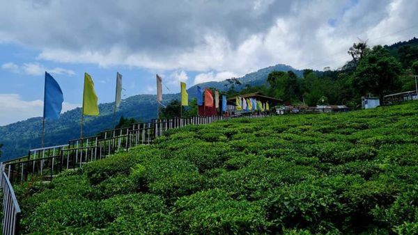 Travel: চা-বাগানে ঘেরা অফবিট দার্জিলিং, ঘুরে আসুন মিলন বস্তি