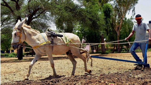 Dairy Farming: ৭০০০ টাকা/লিটারে বিক্রি হয় এই দুধ, চাকরি ছেড়ে 'তরল সোনা'র ব্যবসায় বিনিয়োগ নতুন প্রজন্মের