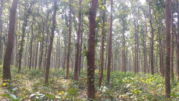 Travel:জঙ্গলের মধ্যে ব্রিটিশ সাহেবের বাংলোয় নিশি যাপন, বাইরে হাতির ডাক, রোমাঞ্চ ভরা ছুটি কাটাতে চলে আসুন এখানে