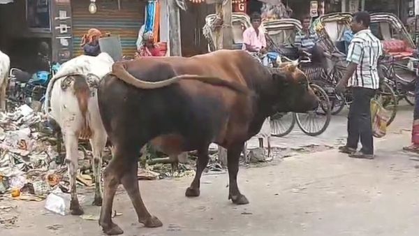 Bhola: ভোলার গুঁতোয় প্রাণ গেল একজনের, জখম অনেকে! ষাঁড়ে সন্ত্রস্ত কাটোয়াবাসী, নির্বিকার প্রশাসন