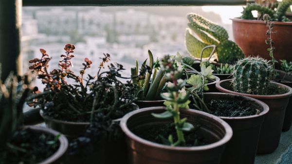 Vastu Tips: ভুলেও এই গাছ গুলি বাড়িতে লাগাবেন না, কিন্তু কেন, জানেন?